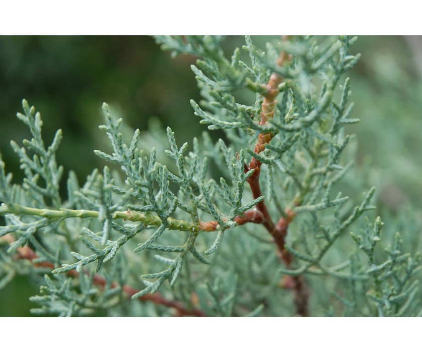 Arizona Cypress